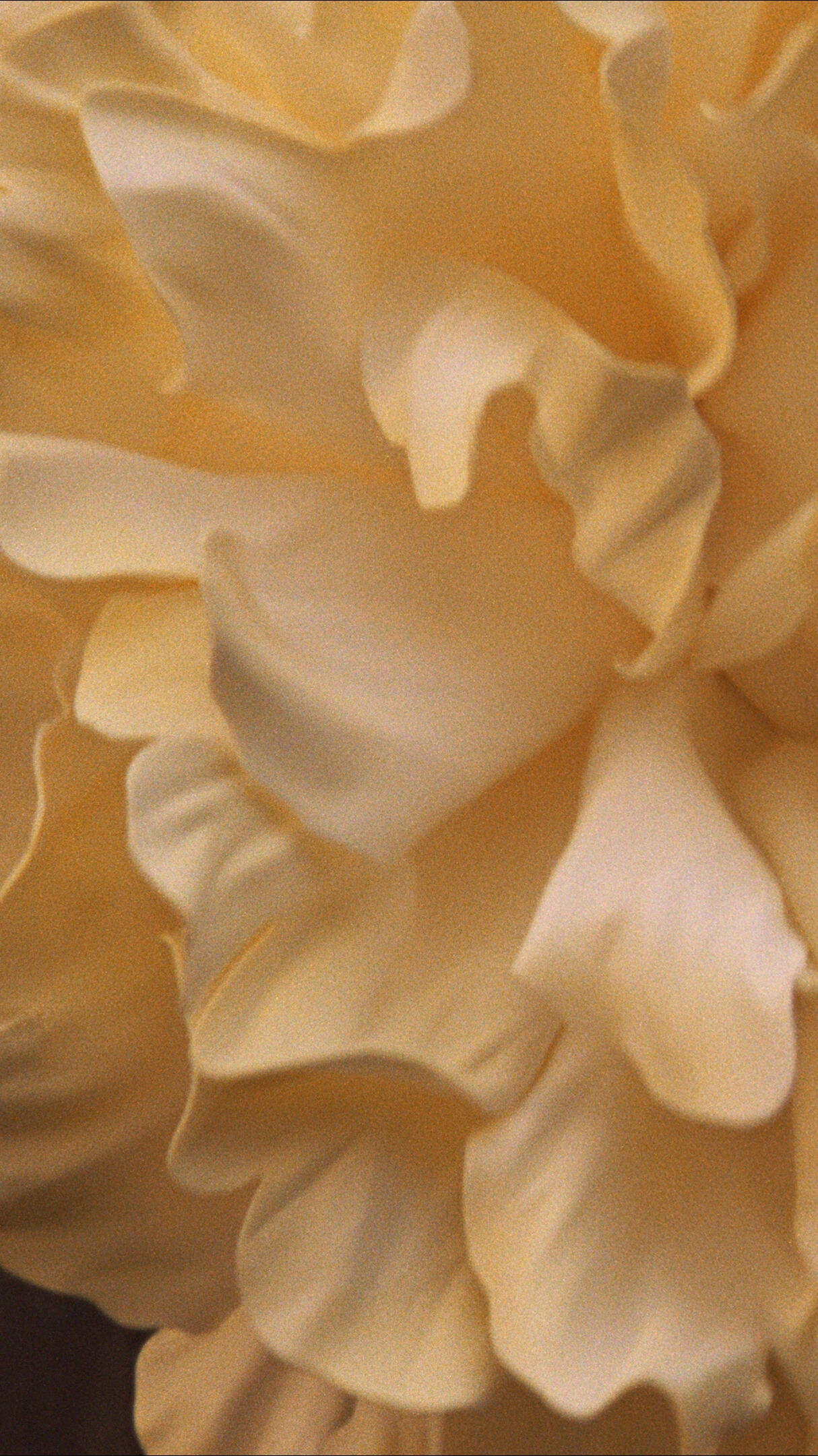 JIMMY CHOO US - Official Site | Luxury Shoes & Accessories