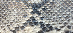 MATT SHADED PYTHON
