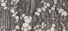 LOVE LACE