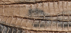 Matt Lizard Print Leather