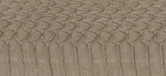 Panelled Elaphe